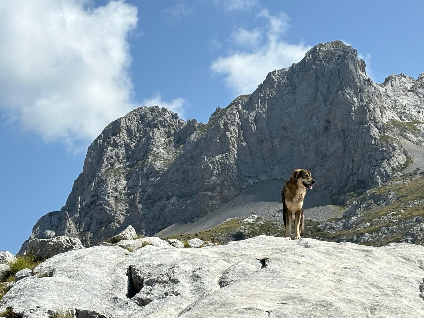 An absolutely epic dog