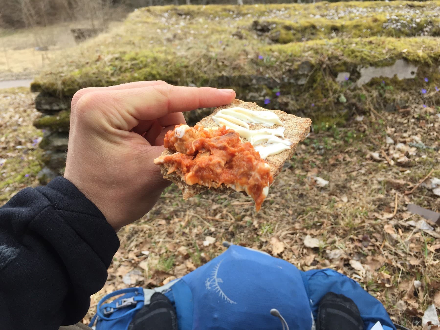 Delicious mackerel in tomato for lunch